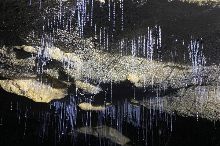 From Auckland: Spellbound, Waitomo Glowworm Cave Small Group Tour