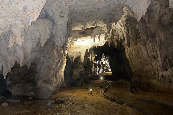 From Auckland: Spellbound, Waitomo Glowworm Cave Small Group Tour