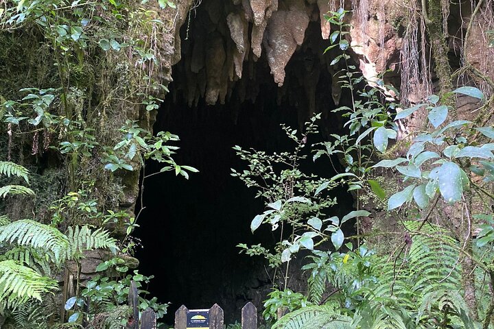 From Auckland: Spellbound, Waitomo Glowworm Cave Small Group Tour