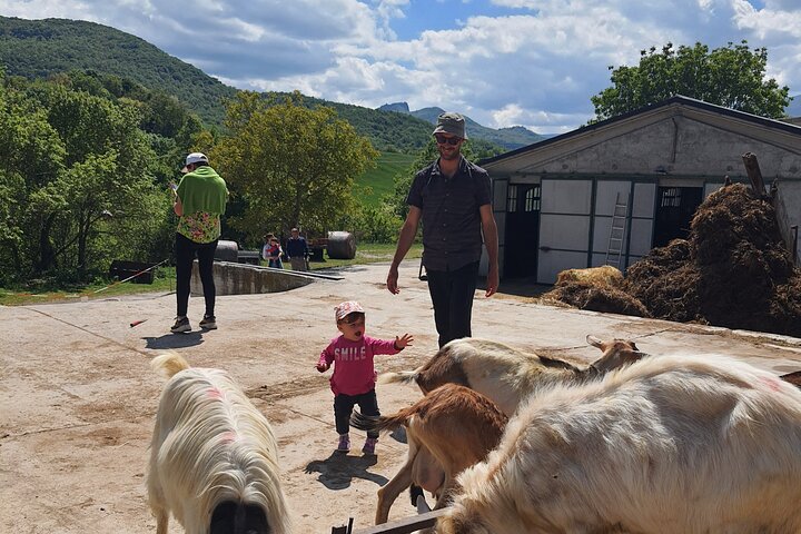 One day cheese making and tasting experience