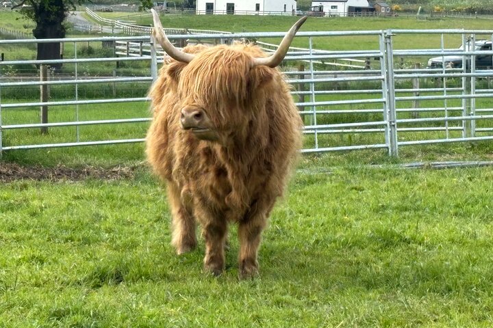 Private Outlander Tour From Invergordon or Inverness