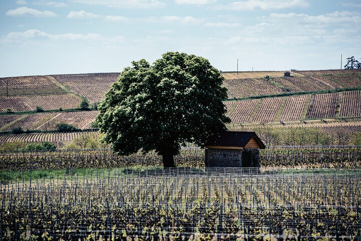 Castle of the Windmill a history of terroirs