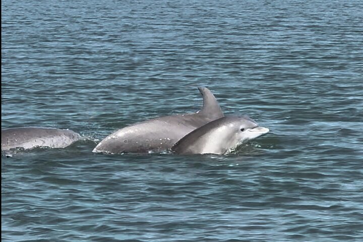 Private Charleston Sunset & Dolphin Cruise