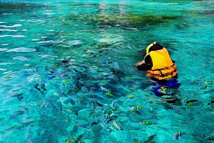 Kona Snorkel Tour: Captain Cook Reef Snorkel, Dolphin & Sea Caves