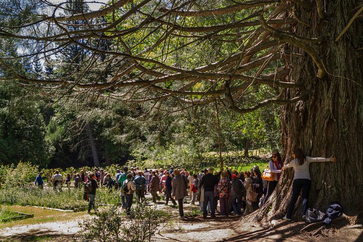 Nahuel Huapi Lake Cruise with Victoria Island and Arrayan Forest Walk