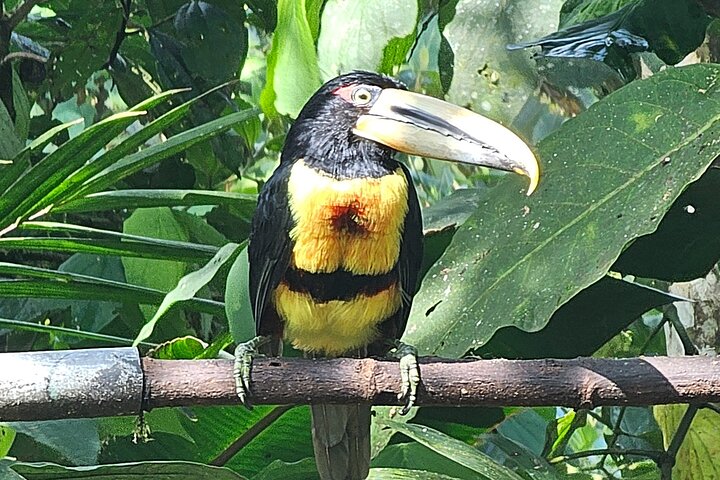 Mindo Cloud Forest: Hummingbirds, Birding & Waterfall Tour