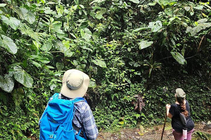 Mindo Cloud Forest Birdwatching & Photography - Private Day Tour