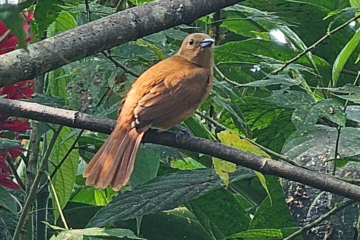 Mindo Cloud Forest Birdwatching & Photography - Private Day Tour