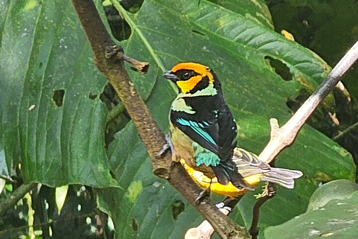 Mindo Cloud Forest Birdwatching & Photography - Private Day Tour