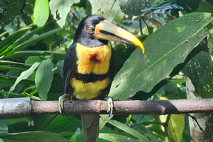 Mindo Cloud Forest Birdwatching & Photography - Private Day Tour