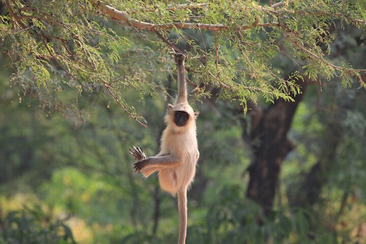 Golden Triangle & Ranthambore: 4-Day Private Tour from Delhi