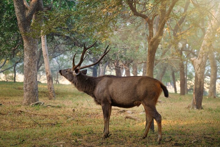 Golden Triangle & Ranthambore: 4-Day Private Tour from Delhi