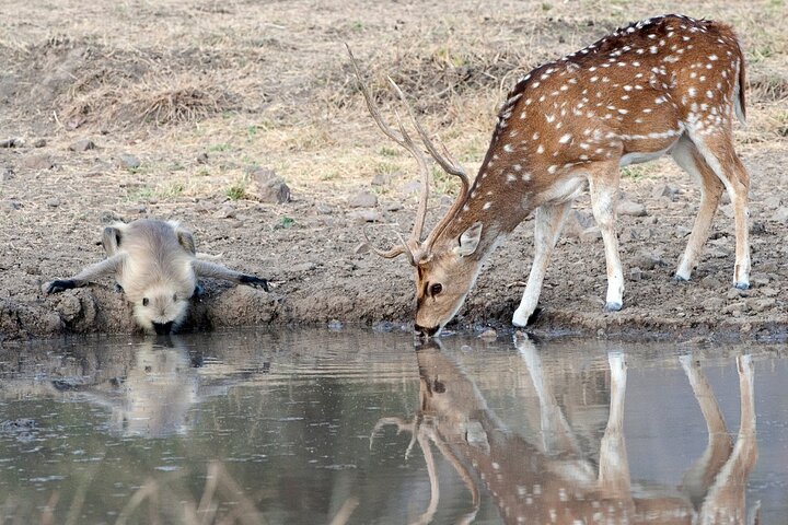 Golden Triangle & Ranthambore: 4-Day Private Tour from Delhi