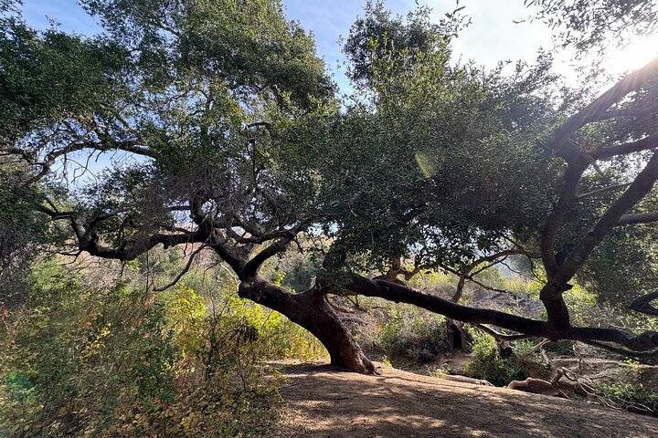 Private Malibu Waterfall Hike & Pacific Coast Drive