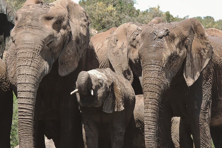 Addo Elephant Park Full day big 5 Safari