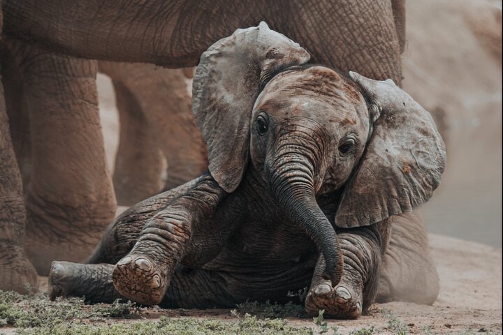 Addo Elephant Park Full day big 5 Safari