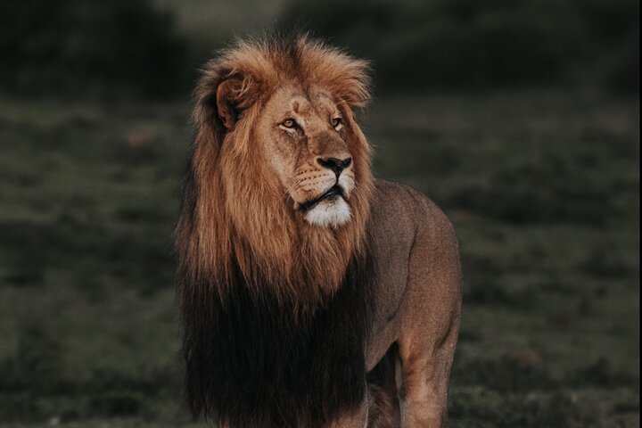 Addo Elephant Park Full day big 5 Safari