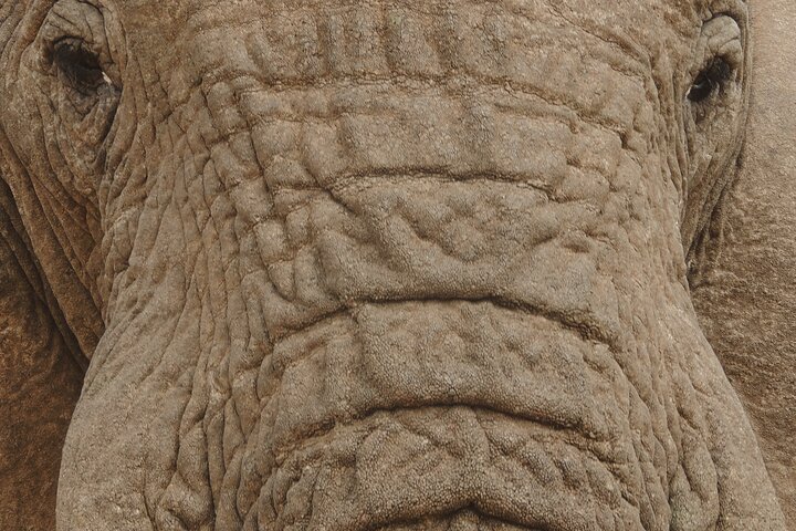 Addo Elephant Park Full day big 5 Safari