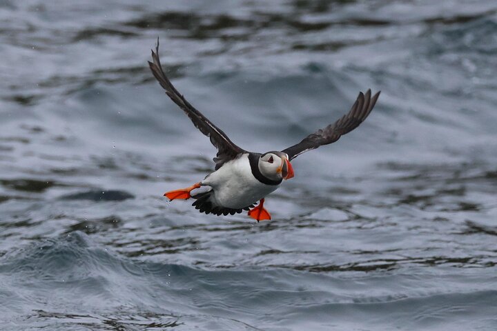 Dingle Boat Tours Wildlife RIB Adventure