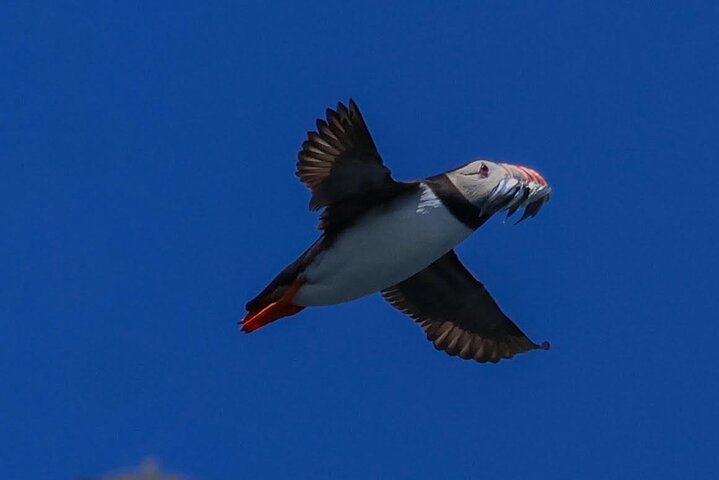 Dingle Boat Tours Wildlife RIB Adventure