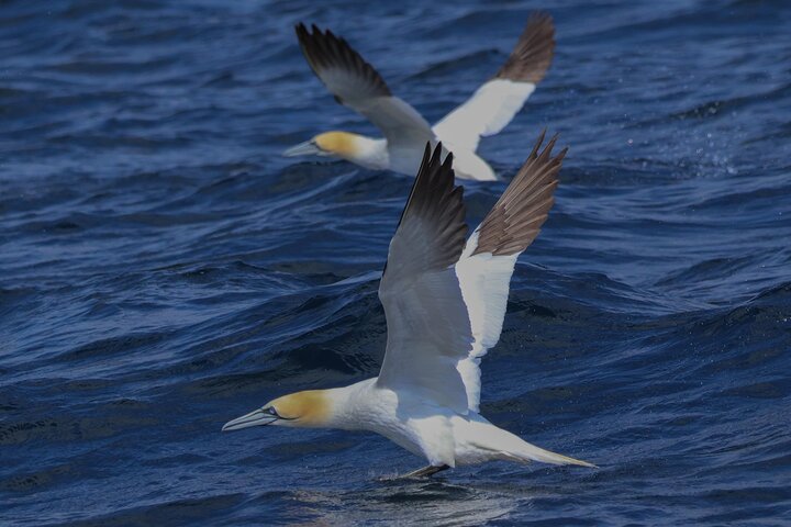 Dingle Boat Tours Wildlife RIB Adventure