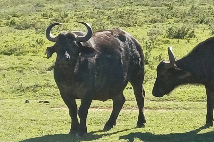 Addo Elephant Park Full day big 5 Safari