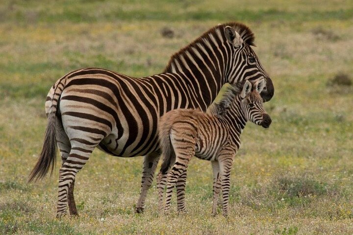 Addo Elephant Park Full day big 5 Safari