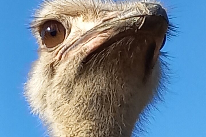 Addo Elephant Park Full day big 5 Safari