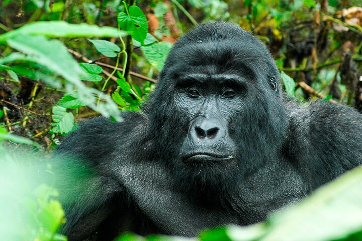 Jinja Private 5 Day Gorilla Safari and Tubing Adventure Tour
