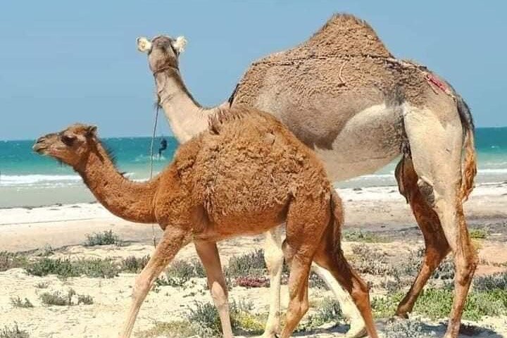 Dakhla White Dune Tour