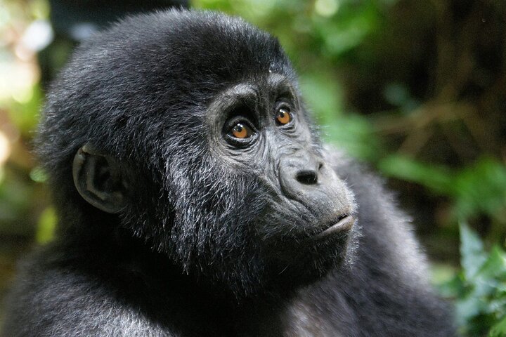 Jinja Private 5 Day Gorilla Safari and Tubing Adventure Tour