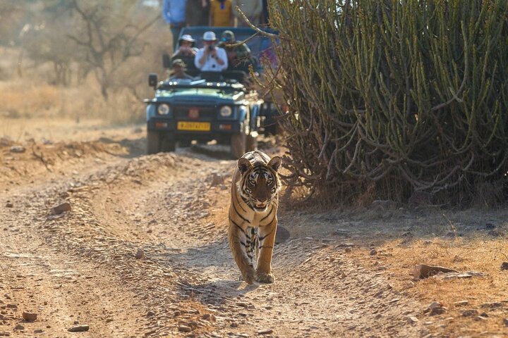 Golden Triangle & Ranthambore: 4-Day Private Tour from Delhi
