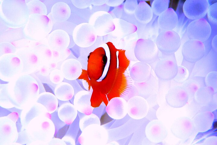 Okinawa/Naha:Full-Day Kerama Island Experience Diving/Snorkeling