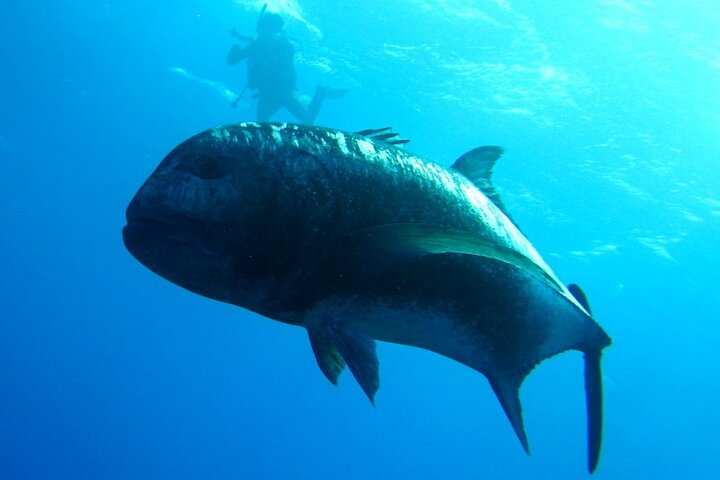 Okinawa/Naha:Full-Day Kerama Island Experience Diving/Snorkeling