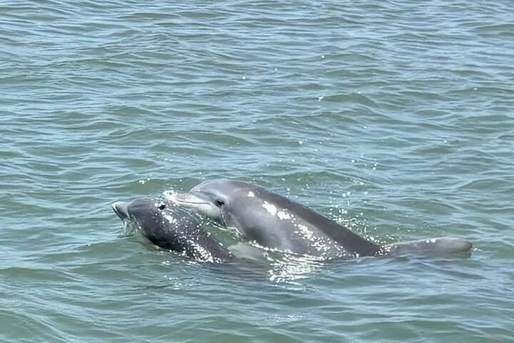 Private Folly Beach Dolphin Watching and Shelling tour