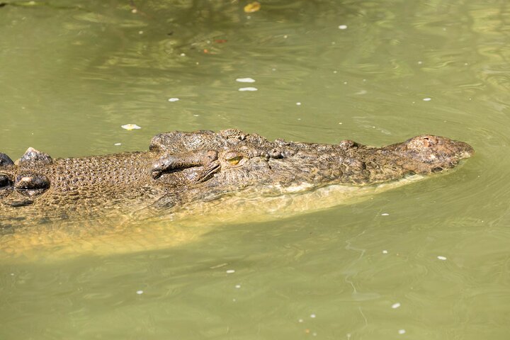 Daintree Rainforest and Cape Tribulation Full Day Tour