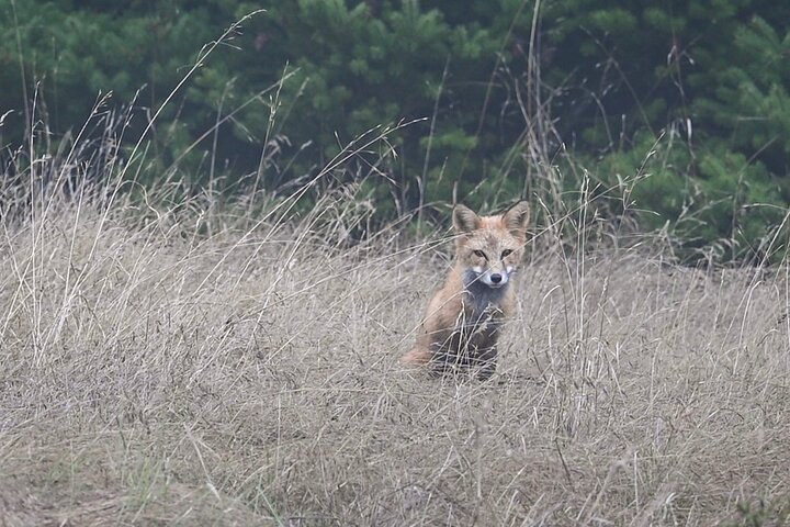 Scenic Coast and Wildlife Tour