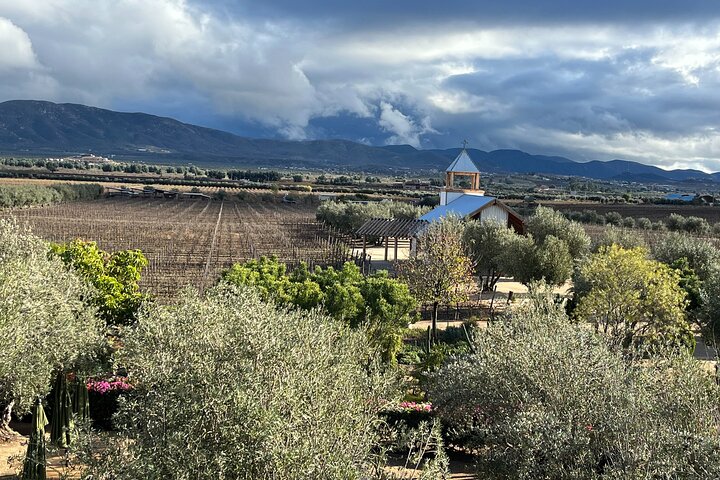 Private Deluxe Wine Tour to Valle de Guadalupe by Luxury Vehicle