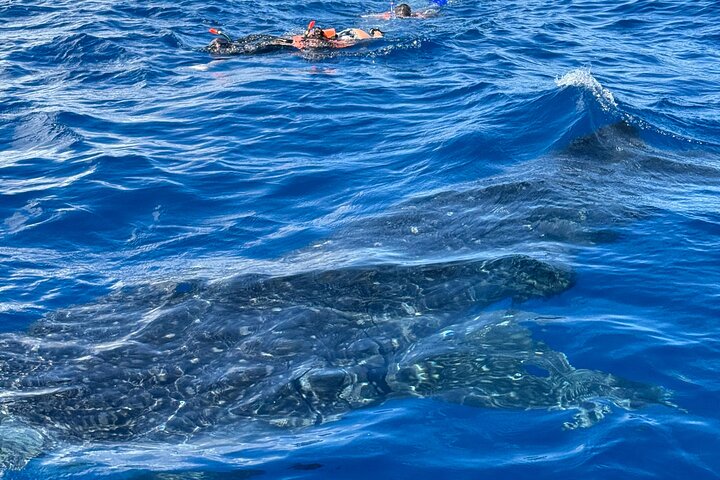 Cancun, Isla Mujeres and Riviera Maya: Swim with whale sharks!