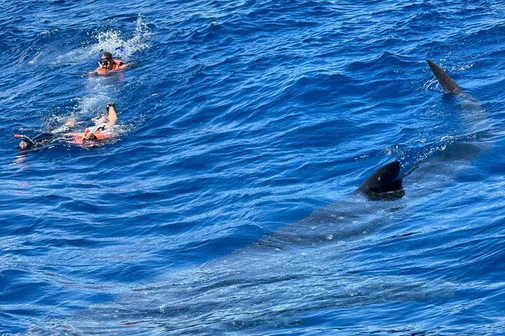 Cancun, Isla Mujeres and Riviera Maya: Swim with whale sharks!