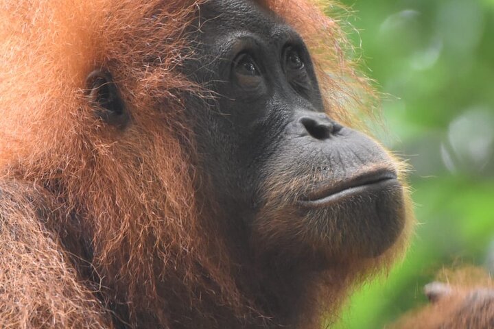 3 Days Orangutan Sumatra Jungle Trekking with Rafting
