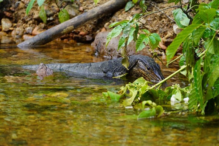3 Days Orangutan Sumatra Jungle Trekking with Rafting