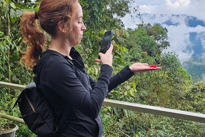 Mindo Cloud Forest: Hummingbirds, Birding & Waterfall Tour