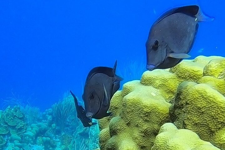Snorkel Adventure at Bonaire Marine Park