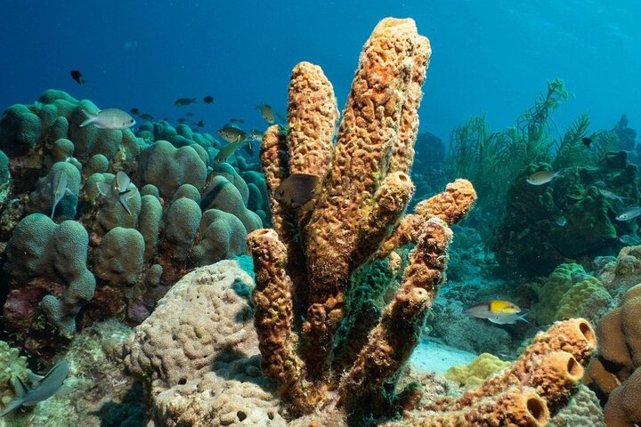 Snorkel Adventure at Bonaire Marine Park