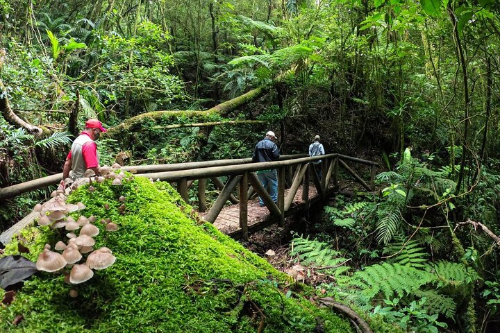 La Tigra Cloud Forest Hiking Adventure