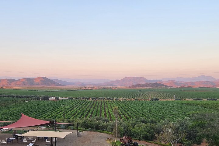 Private Valle de Guadalupe Wine Tour: All Wine Tastings Included