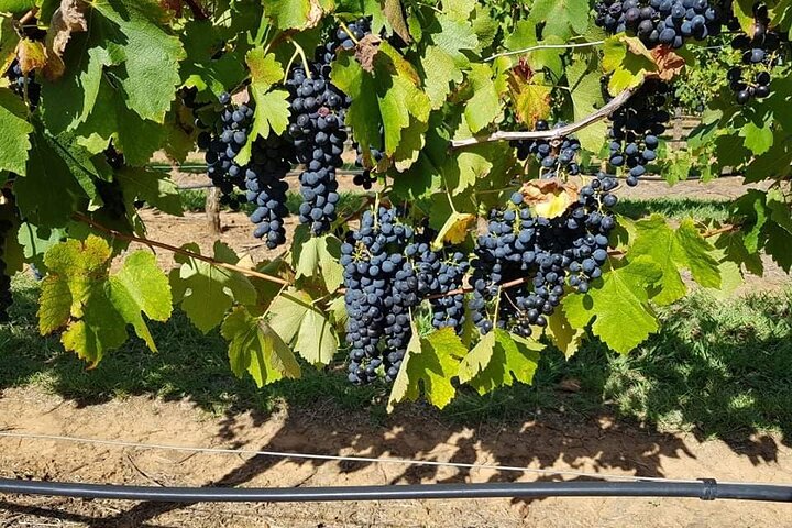 Full Day Private Wine Tour Exclusively Tailored To Suit You