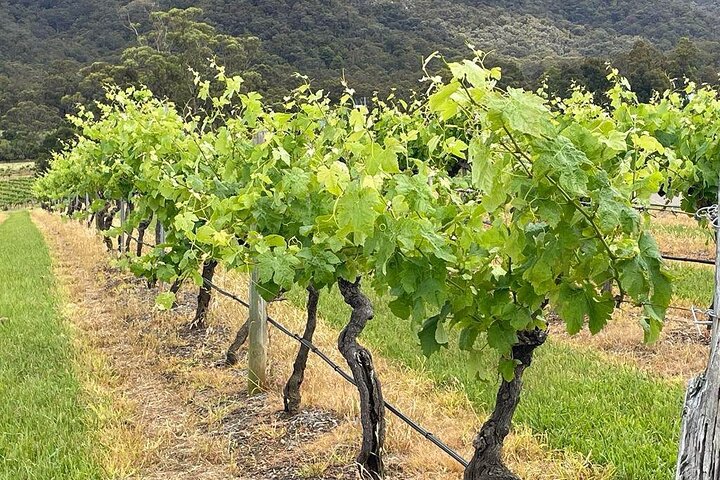 Full Day Private Wine Tour Exclusively Tailored To Suit You