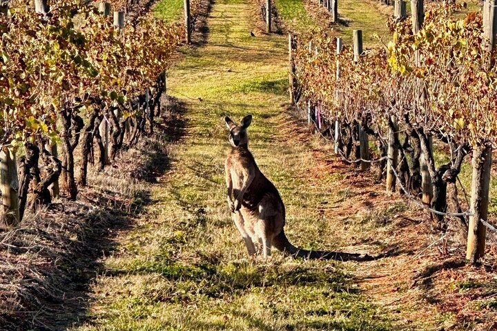 Full Day Private Wine Tour Exclusively Tailored To Suit You